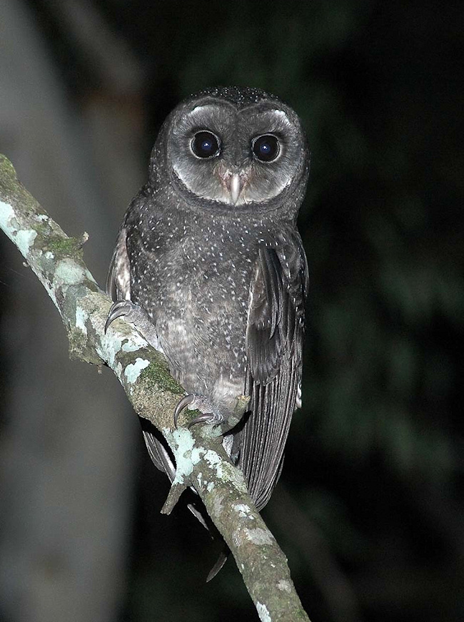 Pretty Sooty owl