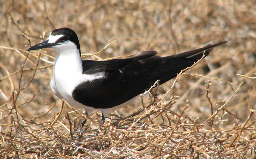 Sooty tern