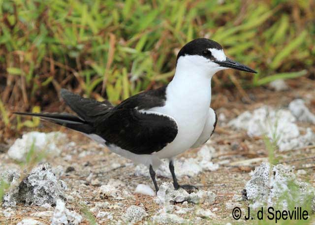 Pretty Sooty tern