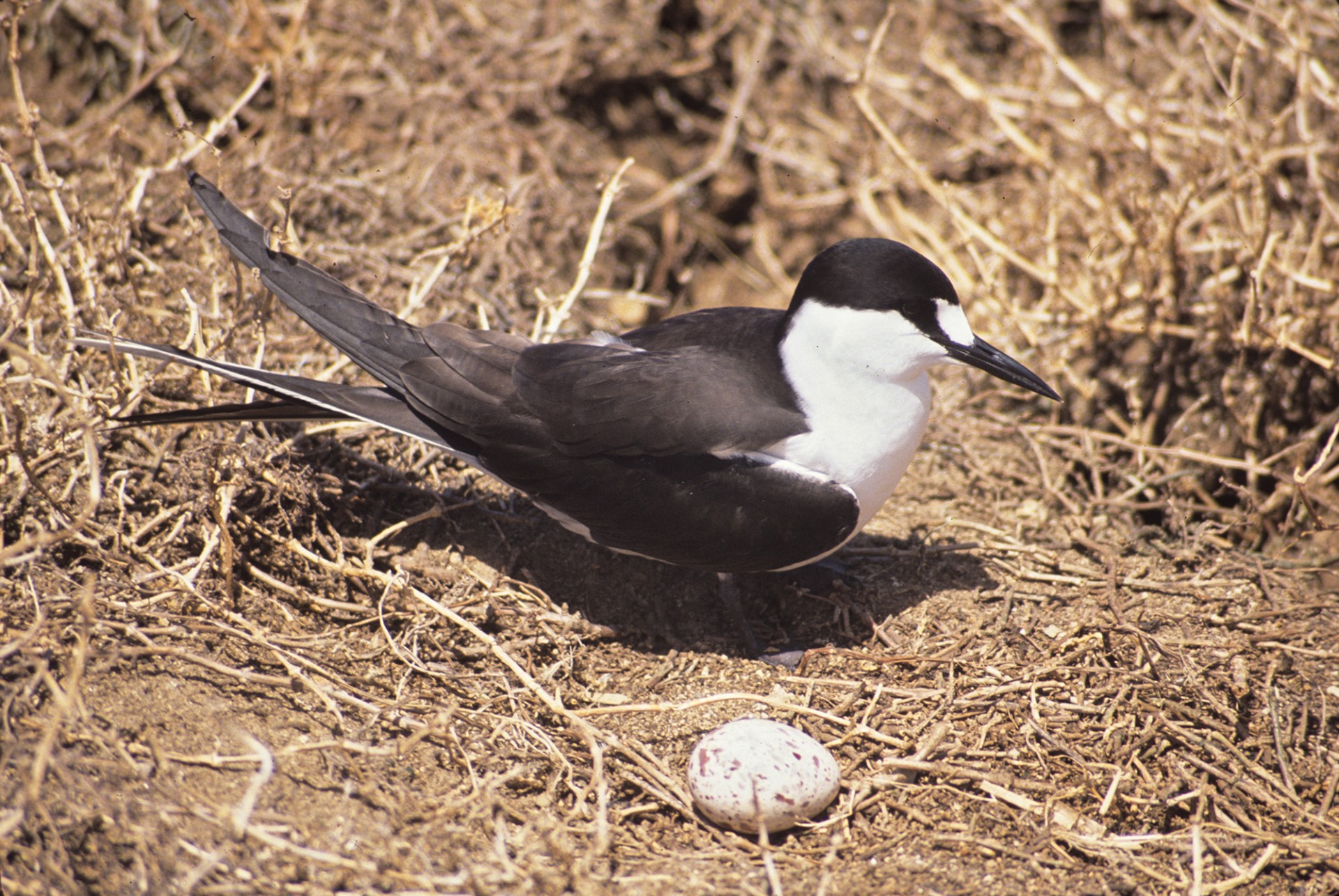 Pretty Sooty tern