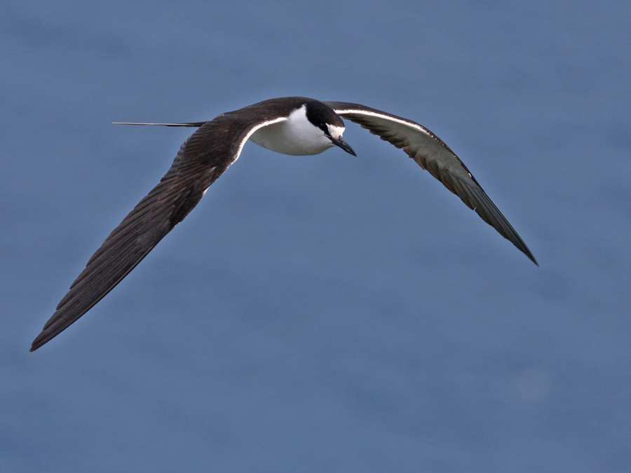 Pretty Sooty tern