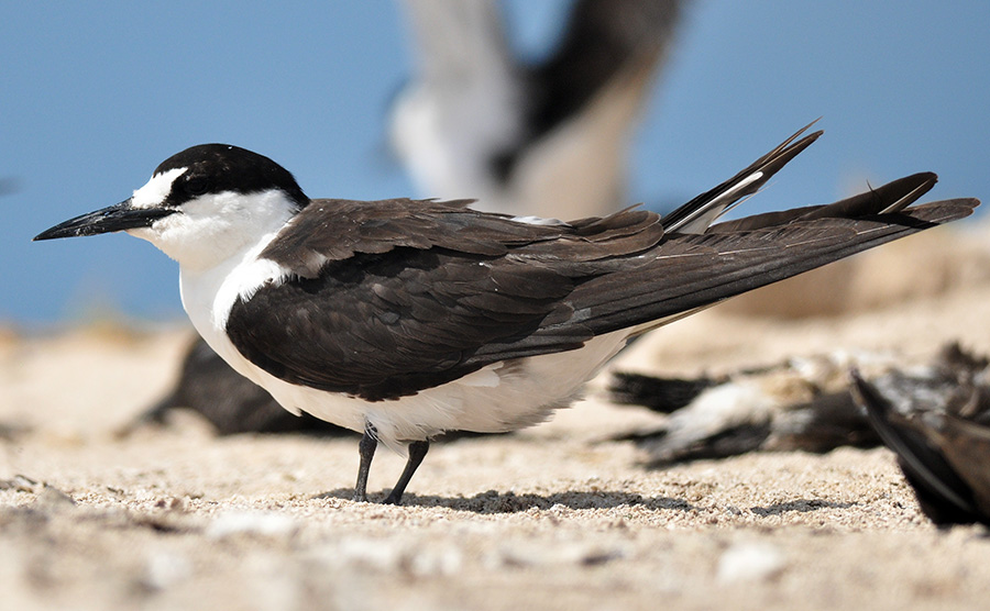 Pretty Sooty tern