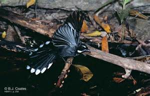 Sooty thicket-fantail