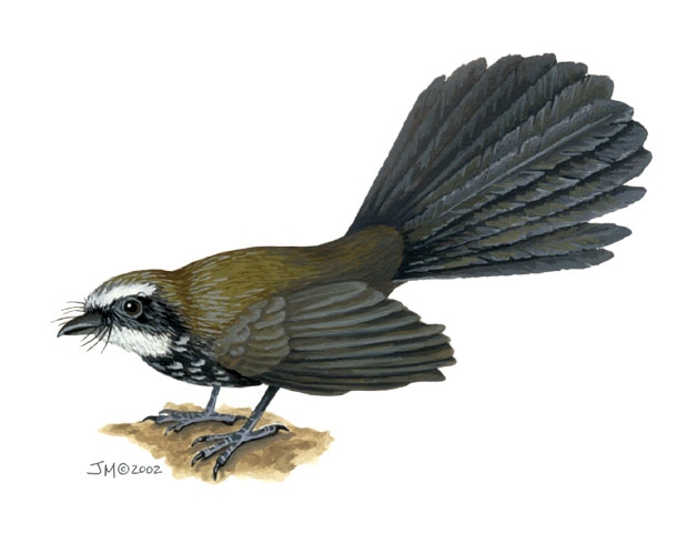 Pretty Sooty thicket-fantail
