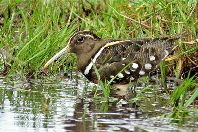 South American painted snipe
