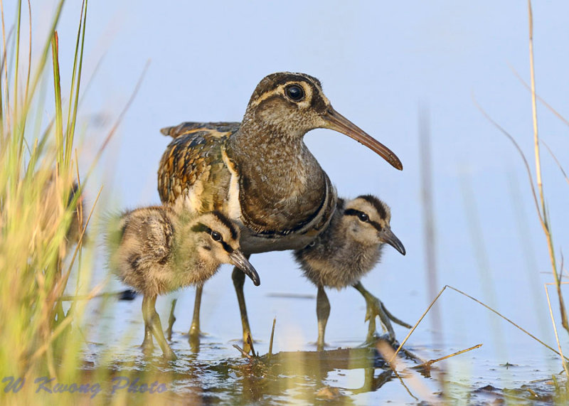Pretty South American painted snipe
