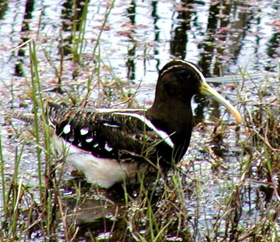 Pretty South American painted snipe
