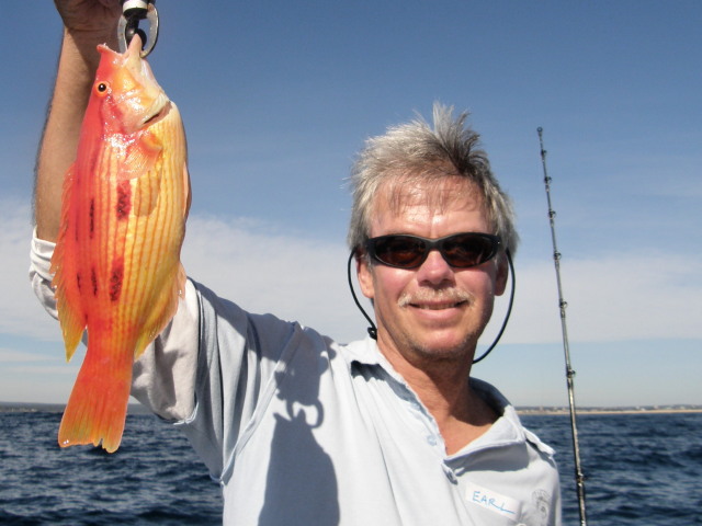 South American pigfish