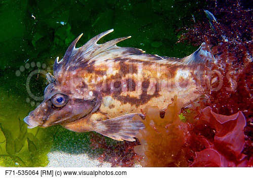 Pretty South American pigfish