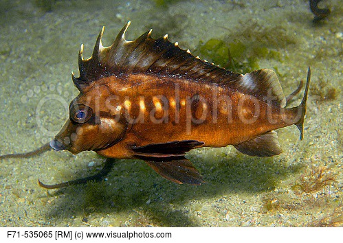 Pretty South American pigfish