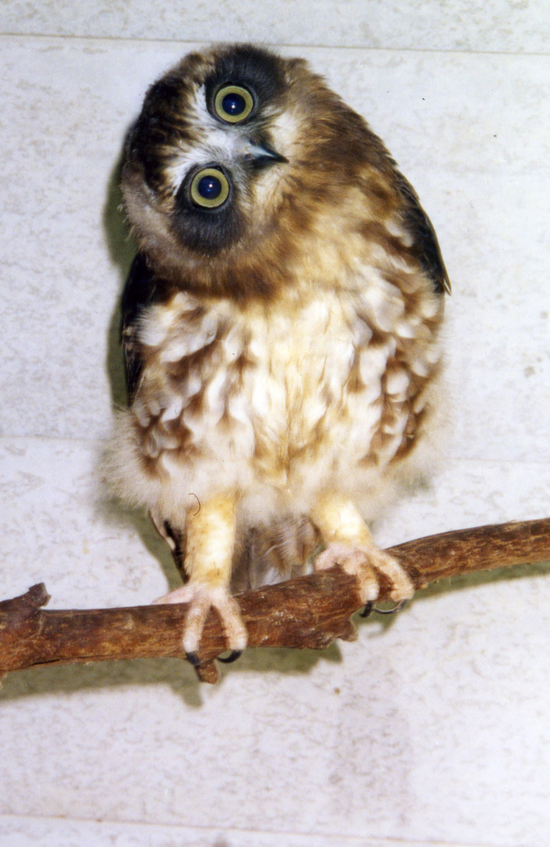 Pretty Southern boobook owl