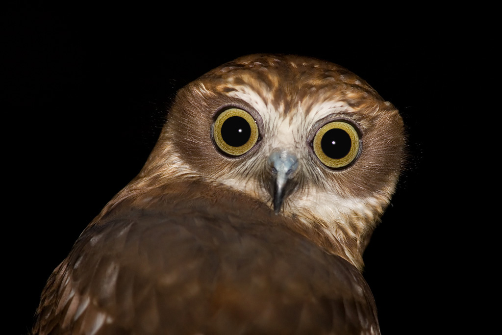 Pretty Southern boobook owl