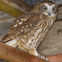 Pretty Southern boobook owl