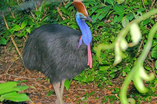 Southern cassowary