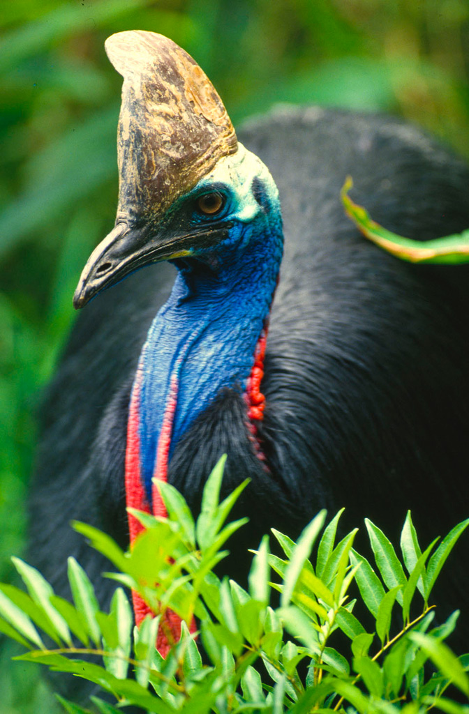 Pretty Southern cassowary