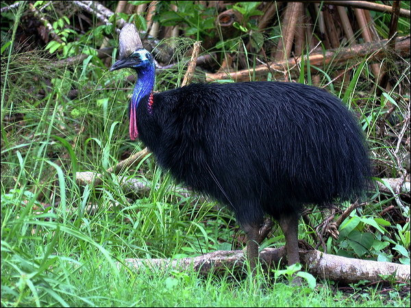 Pretty Southern cassowary