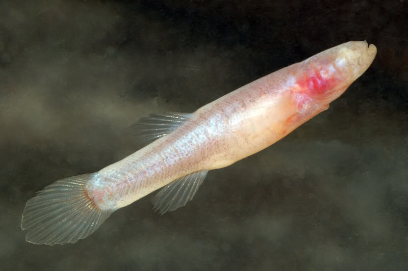 Pretty Southern cavefish