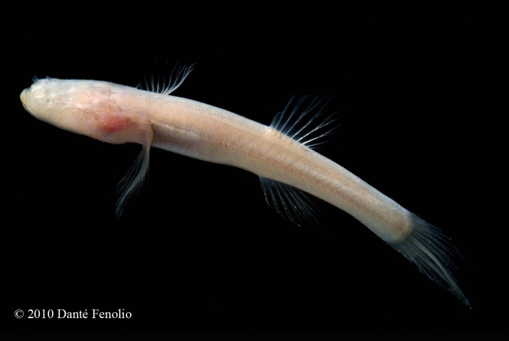 Pretty Southern cavefish