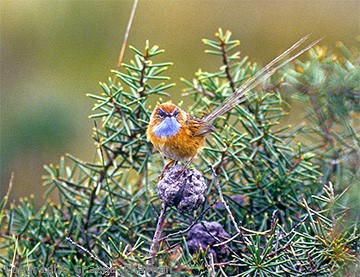 Southern emu-wren
