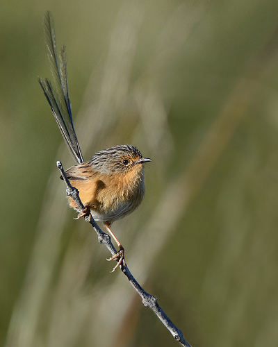 Pretty Southern emu-wren