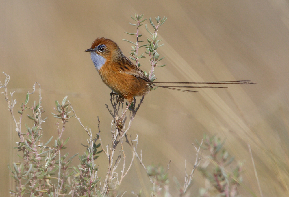 Pretty Southern emu-wren
