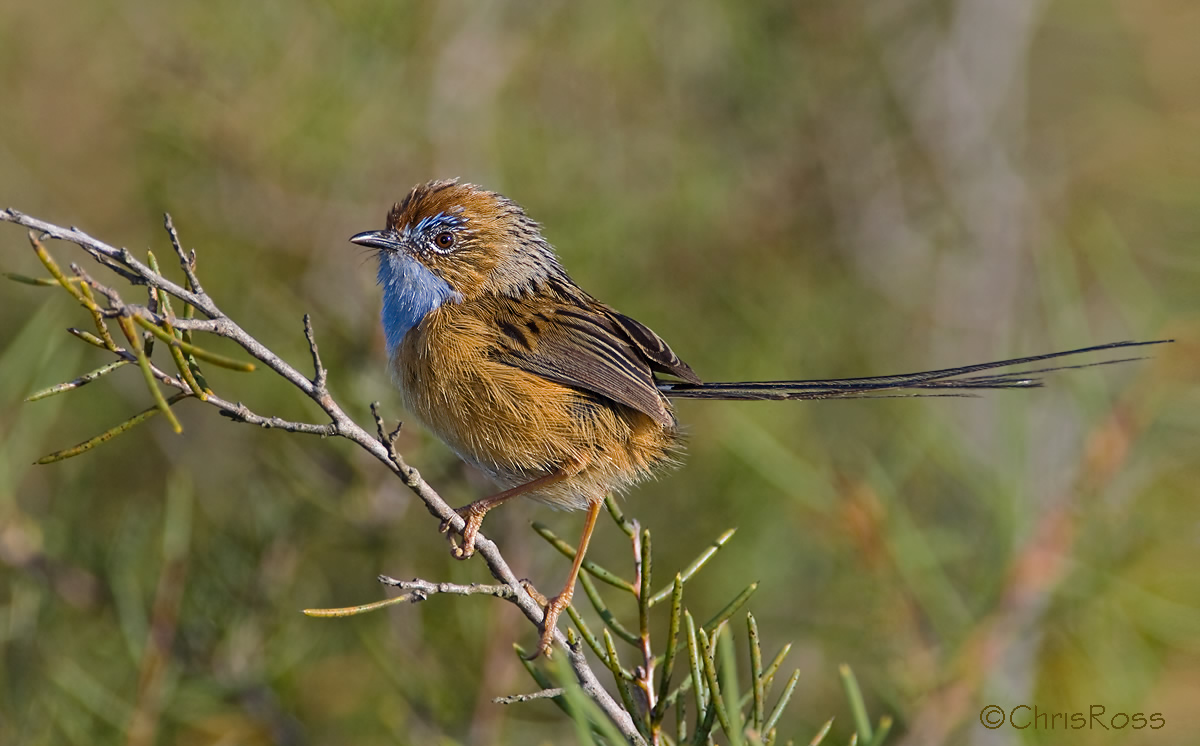 Pretty Southern emu-wren