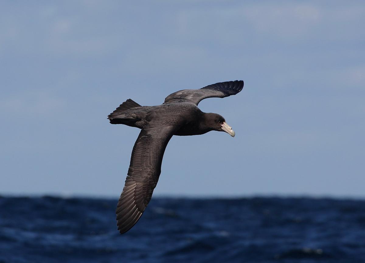 Southern giant petrel
