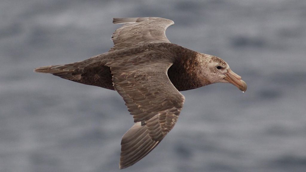 Pretty Southern giant petrel