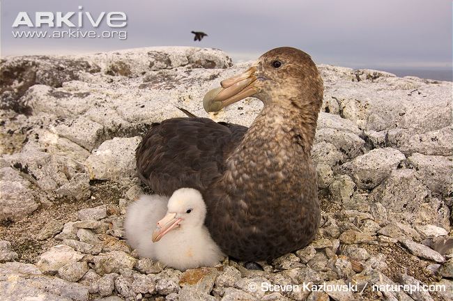 Pretty Southern giant petrel