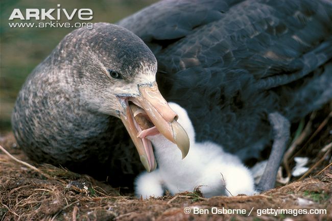 Pretty Southern giant petrel