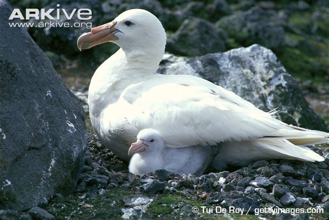 Pretty Southern giant petrel