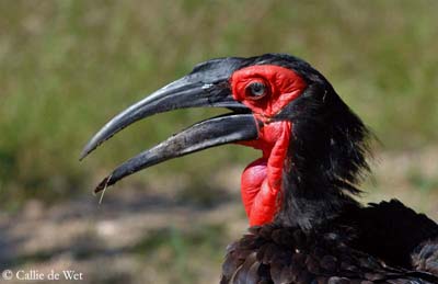 Pretty Southern ground-hornbill