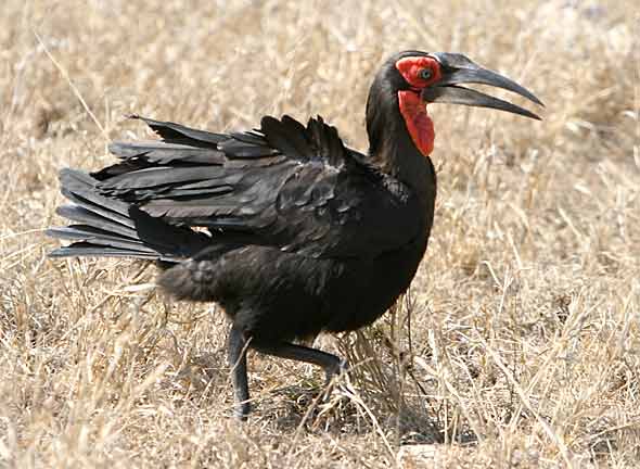 Pretty Southern ground-hornbill