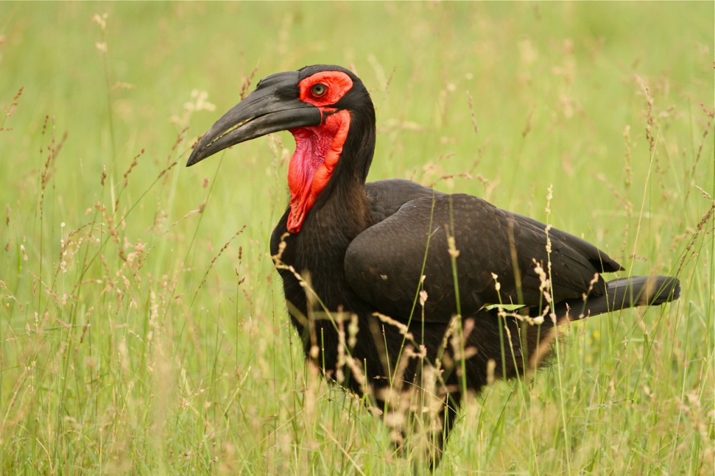 Pretty Southern ground-hornbill