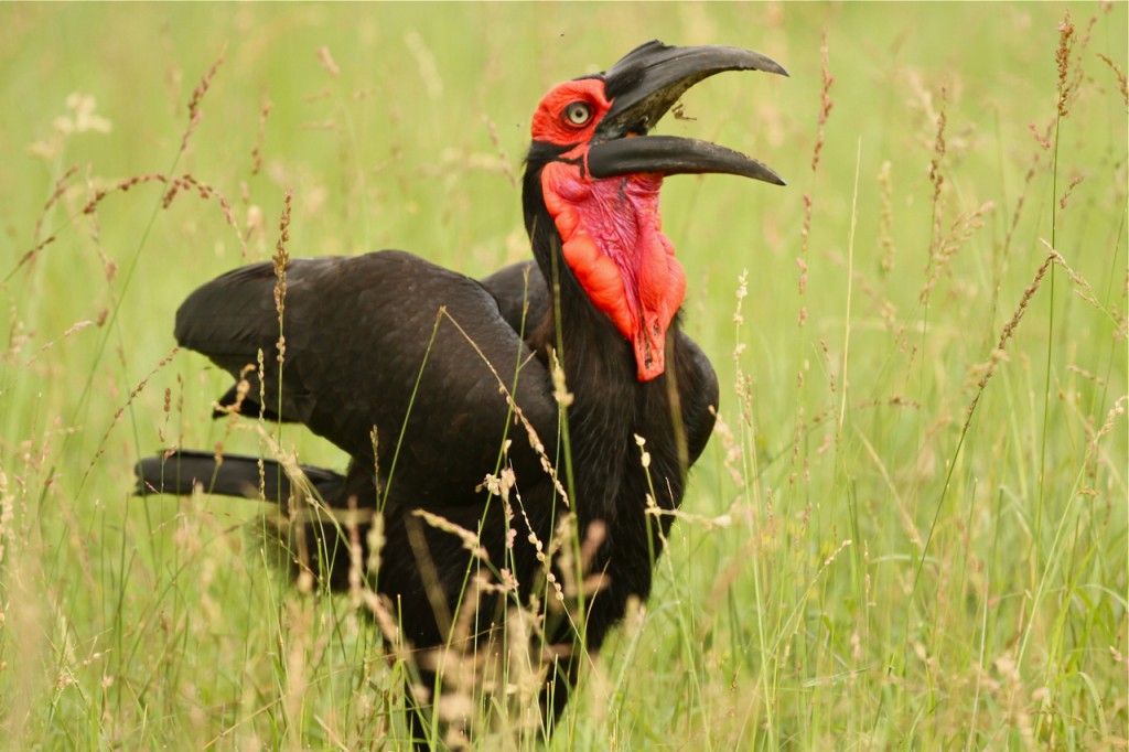 Pretty Southern ground-hornbill