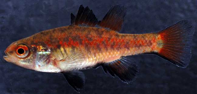 Southern pygmy perch