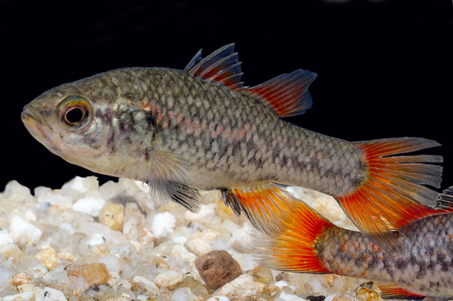 Pretty Southern pygmy perch