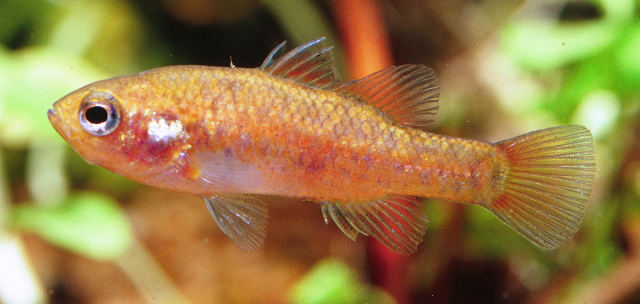Pretty Southern pygmy perch