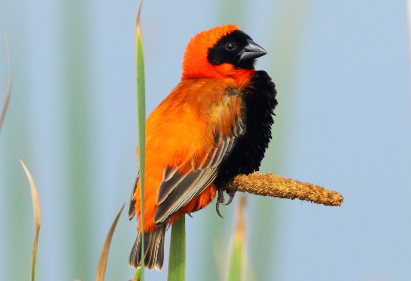 Southern red bishop