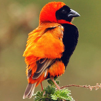 Pretty Southern red bishop