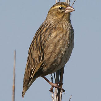 Pretty Southern red bishop