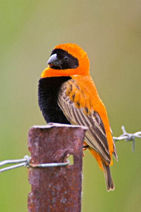 Pretty Southern red bishop