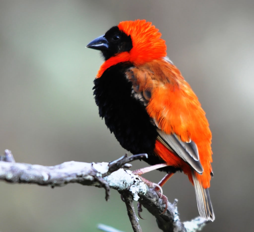 Pretty Southern red bishop