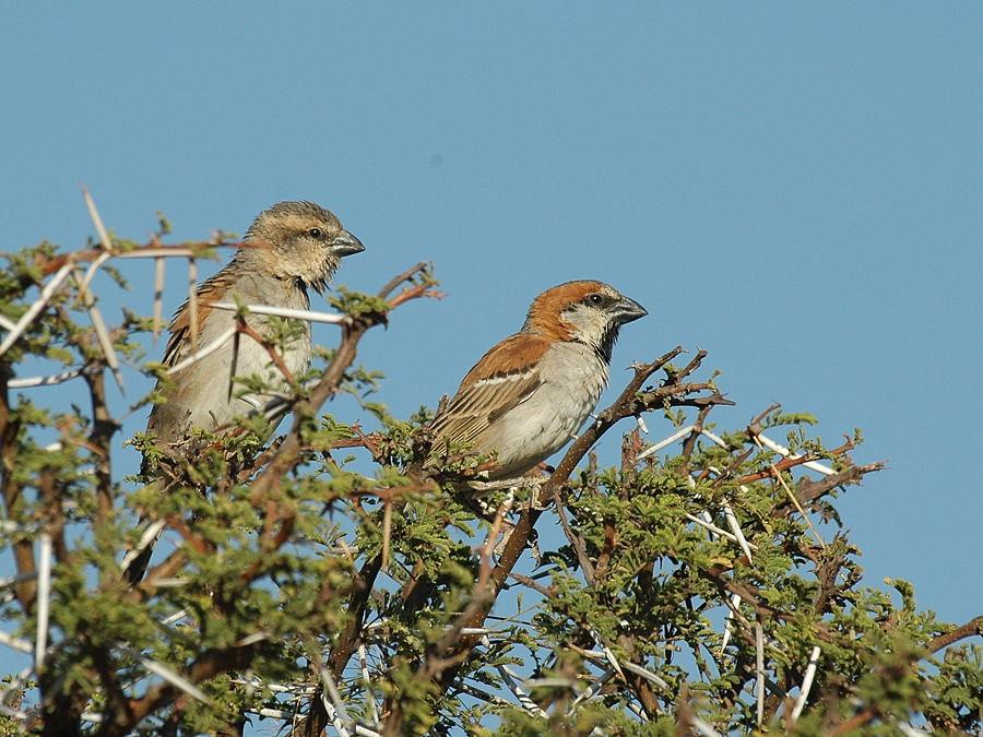 Pretty Southern rufous sparrow