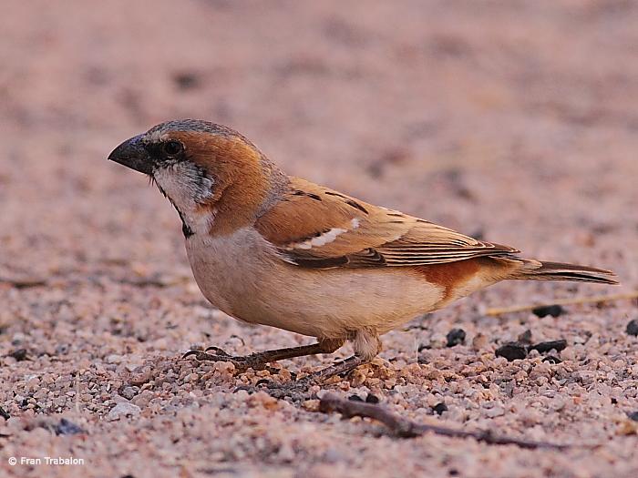 Pretty Southern rufous sparrow