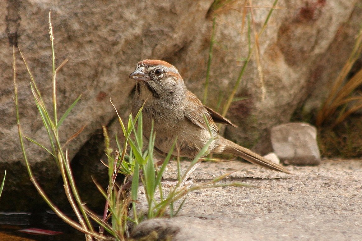 Pretty Southern rufous sparrow