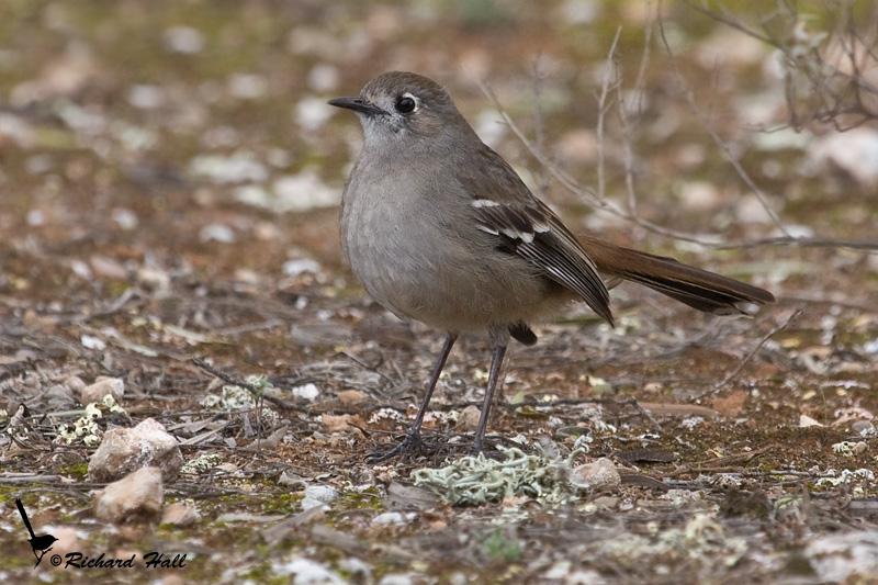 Southern scrub robin