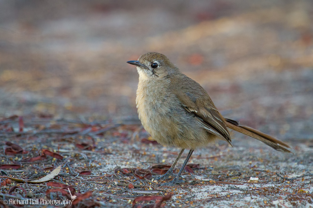 Pretty Southern scrub robin