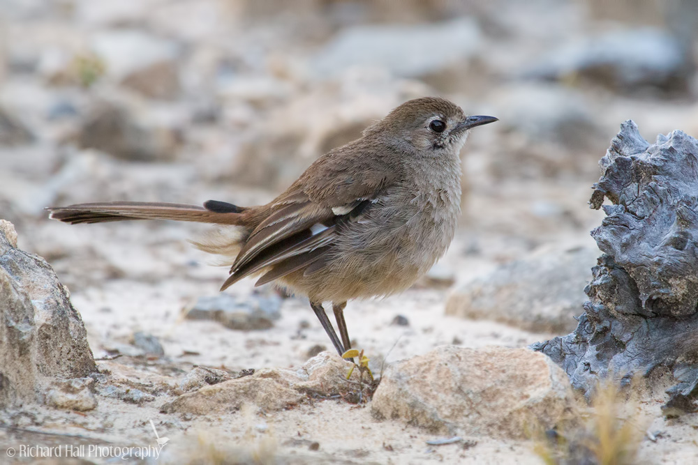 Pretty Southern scrub robin