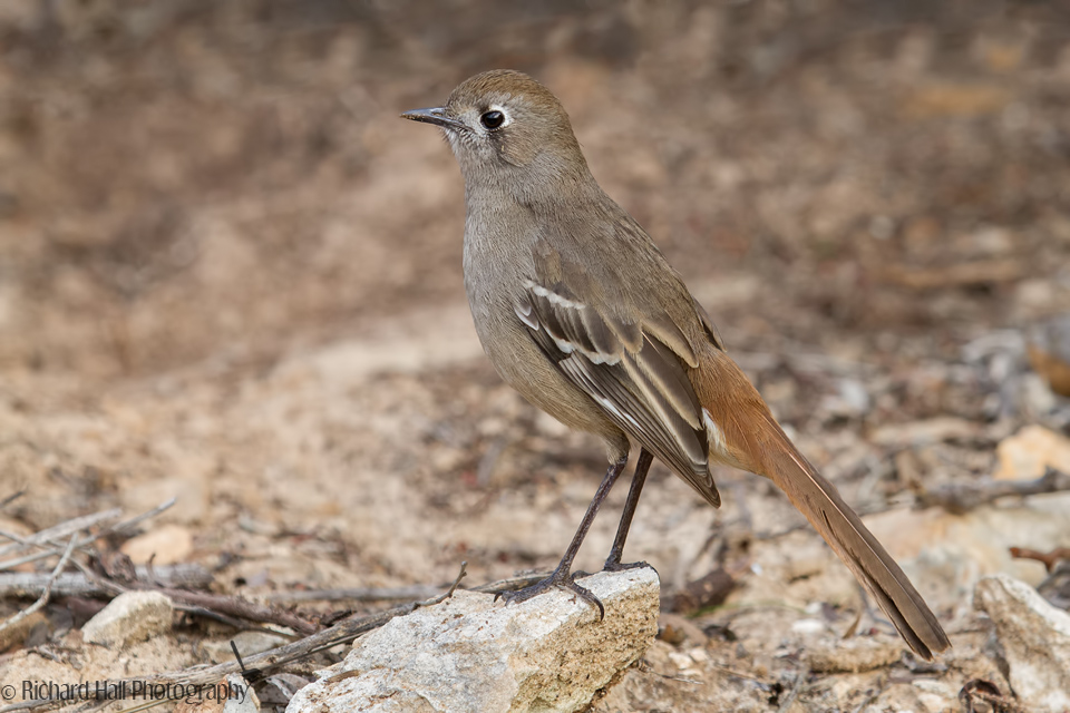 Pretty Southern scrub robin